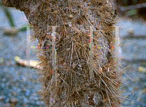 Picture of Opuntia moniliformis 