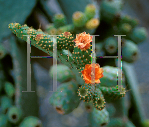 Picture of Opuntia moniliformis 