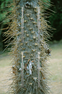 Picture of Opuntia macracantha 