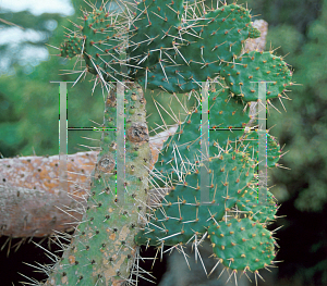 Picture of Opuntia macracantha 