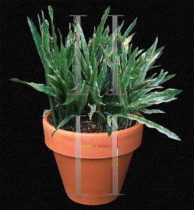 Picture of Sansevieria kirkii 'Pulchra'