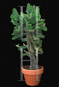 Picture of Opuntia spinosissima 