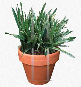 Picture of Sansevieria kirkii 'Pulchra'