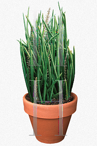 Picture of Sansevieria cylindrica 'Patula'