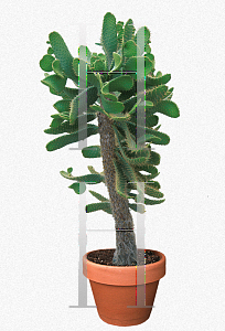 Picture of Opuntia spinosissima 
