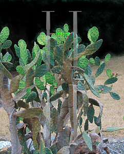 Picture of Opuntia bahamana 