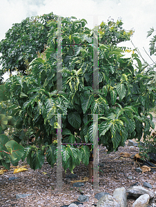 Picture of Morinda citrifolia 