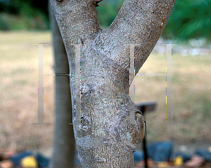 Picture of Bourreria succulenta 