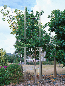 Picture of Bourreria succulenta 