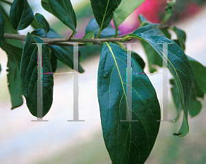 Picture of Cordia laevigata 