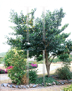 Picture of Cordia laevigata 