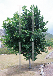Picture of Coccoloba diversifolia 