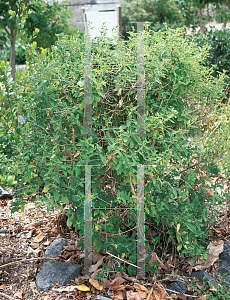 Picture of Lantana involucrata 