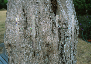 Picture of Tabebuia heterophylla 