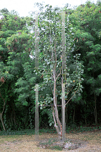 Picture of Pisonia subcordata 