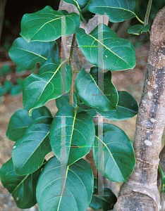 Picture of Pisonia subcordata 