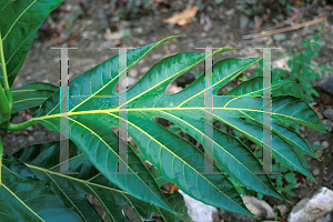 Picture of Artocarpus altilis 