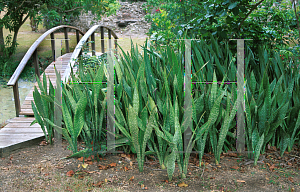 Picture of Sansevieria trifasciata 