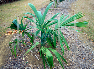 Picture of Sabal mauritiiformis 