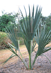Picture of Sabal jamaicensis 
