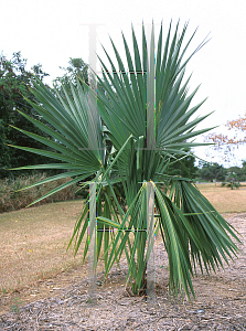 Picture of Sabal blackburniana 