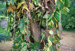 Picture of Epipremnum aureum 