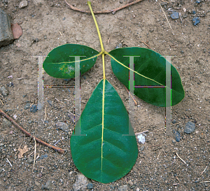 Picture of Tabebuia pallida 