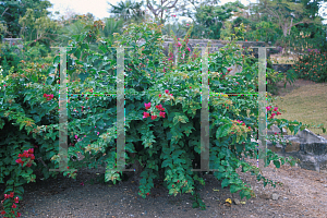 Picture of Bougainvillea  'Barbara Karst'