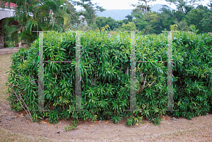 Picture of Dracaena reflexa 