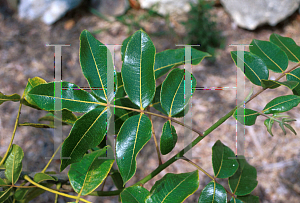 Picture of Zanthoxylum flavum 