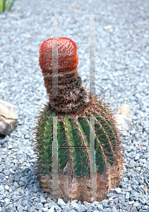 Picture of Melocactus intortus 
