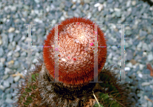 Picture of Melocactus intortus 