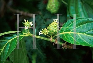 Picture of Morinda citrifolia 