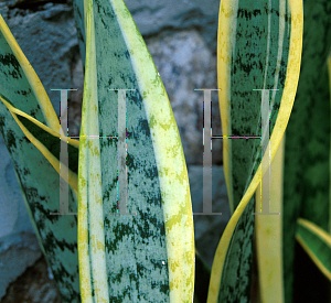 Picture of Sansevieria trifasciata 'Golden Hahnii'