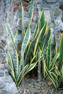 Picture of Sansevieria trifasciata 'Golden Hahnii'