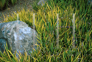 Picture of Sansevieria zeylanica 