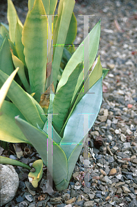 Picture of Sansevieria trifasciata 'Silver Queen'