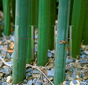 Picture of Sansevieria fischeri 