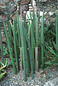 Picture of Sansevieria fischeri 