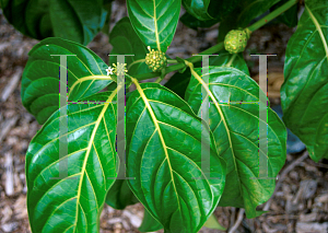 Picture of Morinda citrifolia 