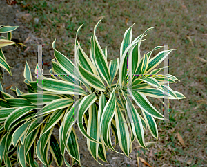 Picture of Dracaena reflexa 'Song of India'