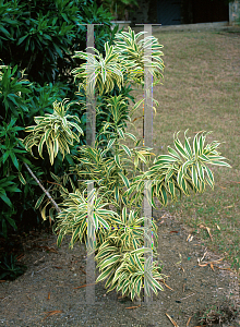 Picture of Dracaena reflexa 'Song of India'