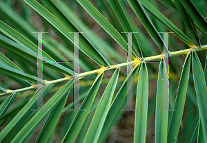 Picture of Phoenix sylvestris 