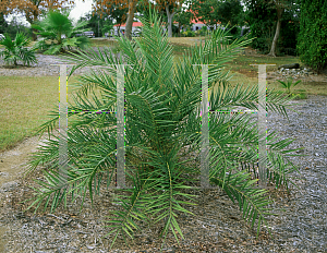 Picture of Phoenix sylvestris 