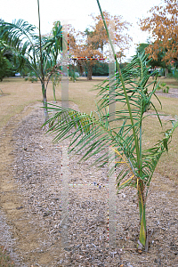 Picture of Roystonea regia 