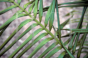 Picture of Roystonea regia 