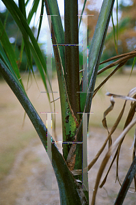 Picture of Roystonea oleracea 