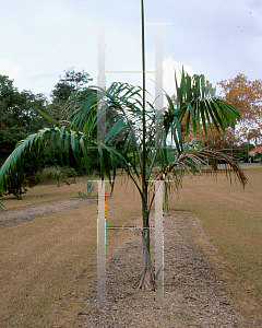 Picture of Roystonea oleracea 