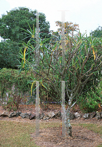 Picture of Plumeria alba 