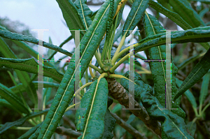 Picture of Plumeria alba 